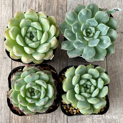 6-seedling set (Chanhee Farm) [Tawawa House seedlings]