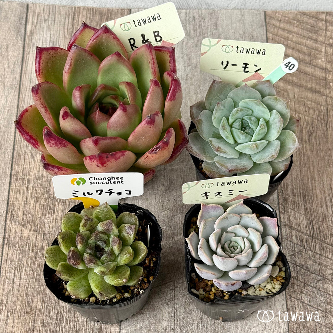 6-seedling set (Chanhee Farm) [Tawawa House seedlings]