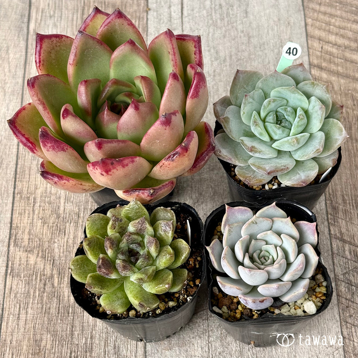 6-seedling set (Chanhee Farm) [Tawawa House seedlings]