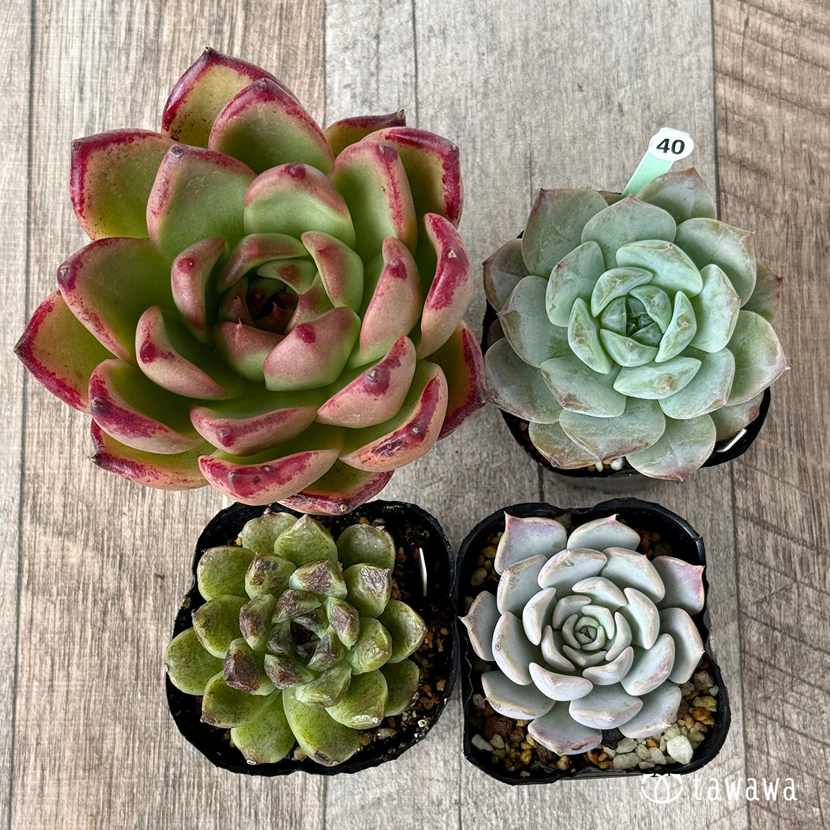 6-seedling set (Chanhee Farm) [Tawawa House seedlings]