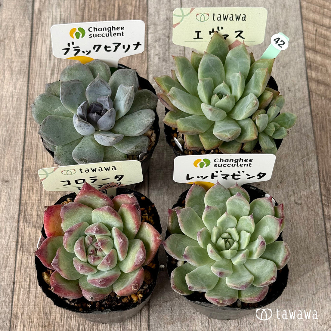 6-seedling set (Chanhee Farm) [Tawawa House seedlings]