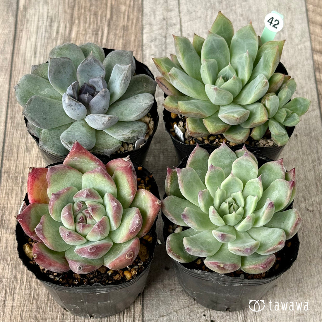 6-seedling set (Chanhee Farm) [Tawawa House seedlings]