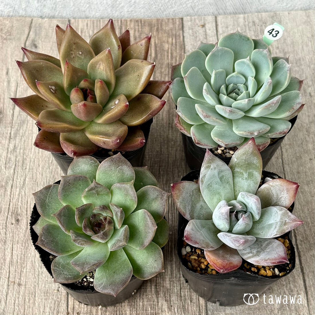 6-seedling set (Chanhee Farm) [Tawawa House seedlings]