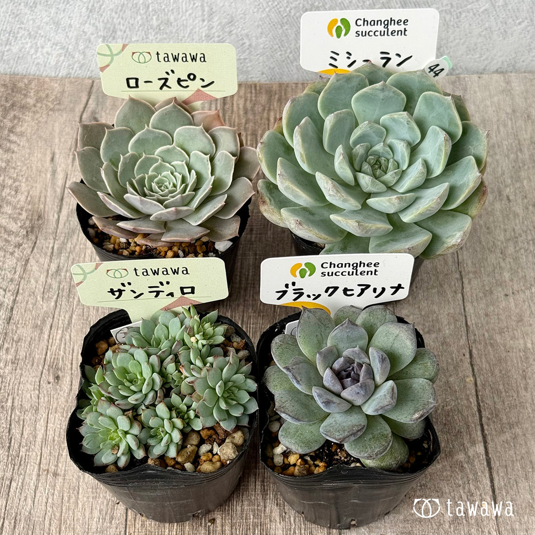 6-seedling set (Chanhee Farm) [Tawawa House seedlings]