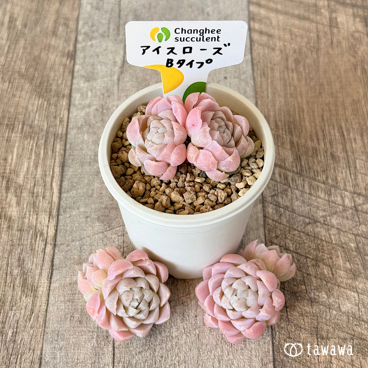 チャンヒー農園苗（販売中＆在庫のない苗） – 多肉植物の通販