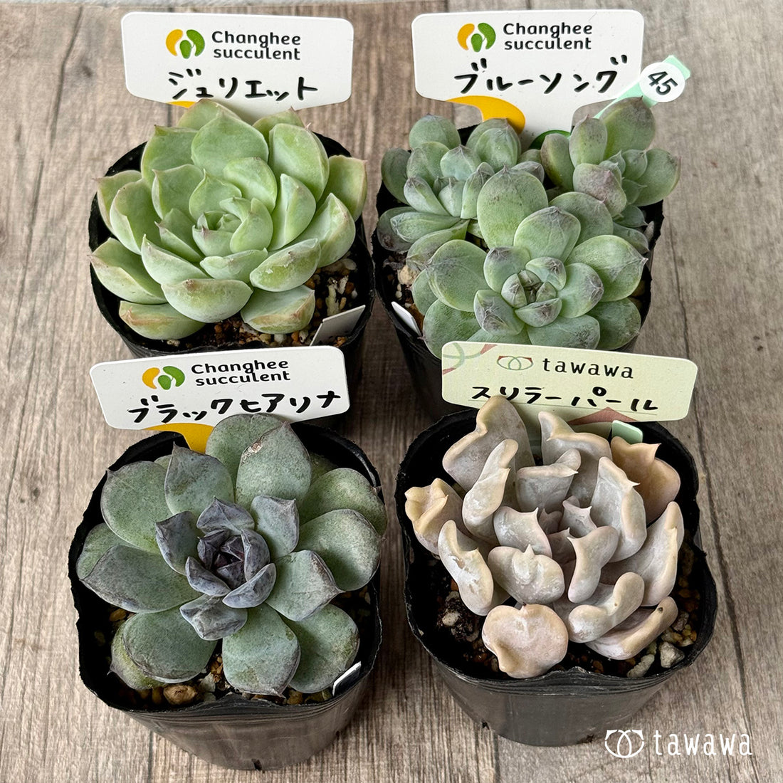 6-seedling set (Chanhee Farm) [Tawawa House seedlings]