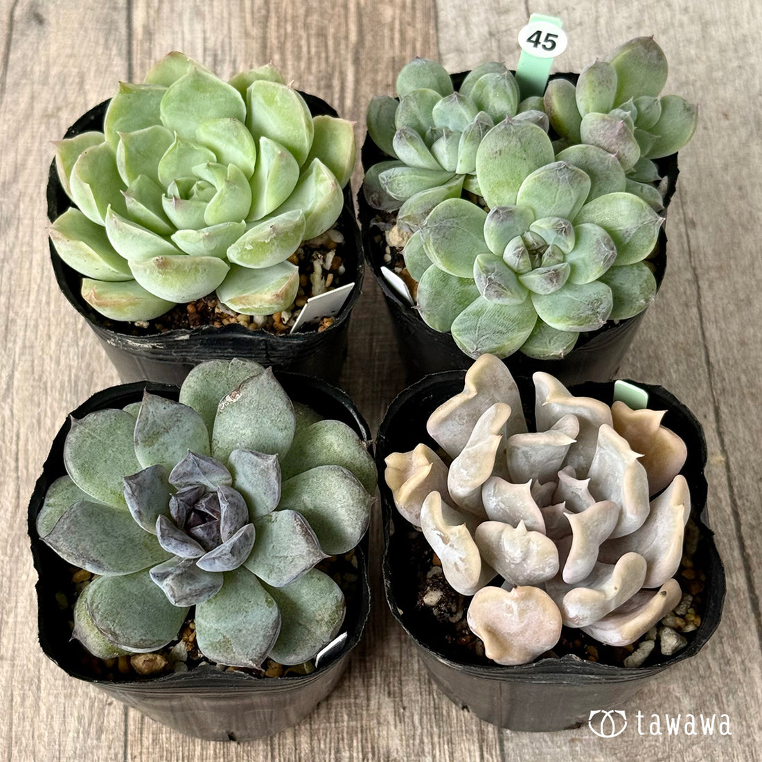 6-seedling set (Chanhee Farm) [Tawawa House seedlings]