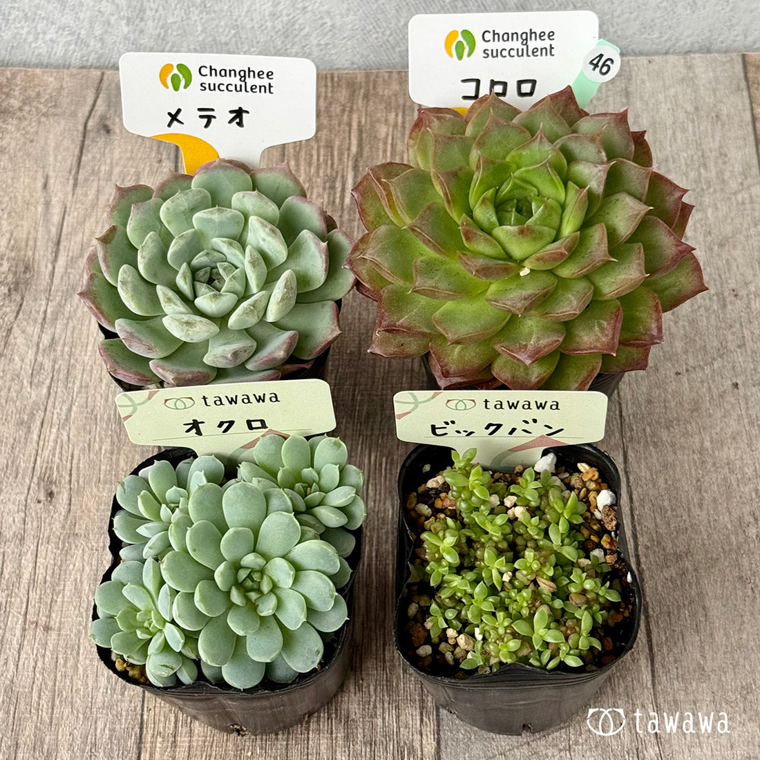 6-seedling set (Chanhee Farm) [Tawawa House seedlings]