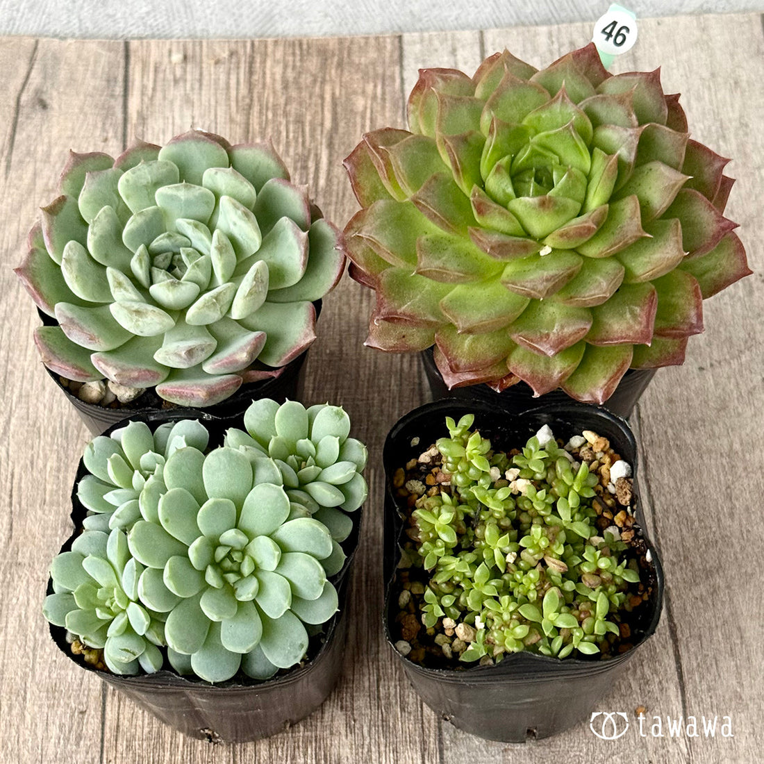 6-seedling set (Chanhee Farm) [Tawawa House seedlings]