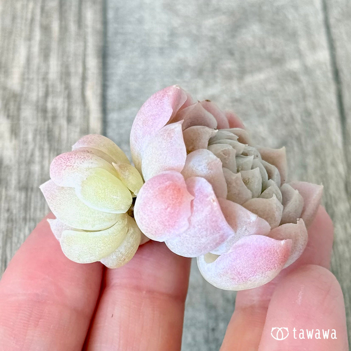 アイスローズ【Bタイプ】〈多頭苗〉 （チャンヒー農園苗）