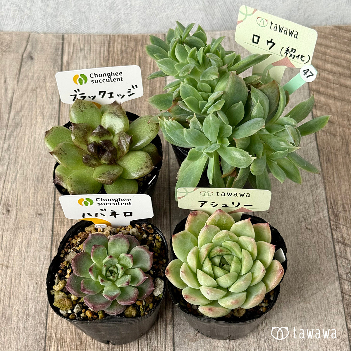 6-seedling set (Chanhee Farm) [Tawawa House seedlings]