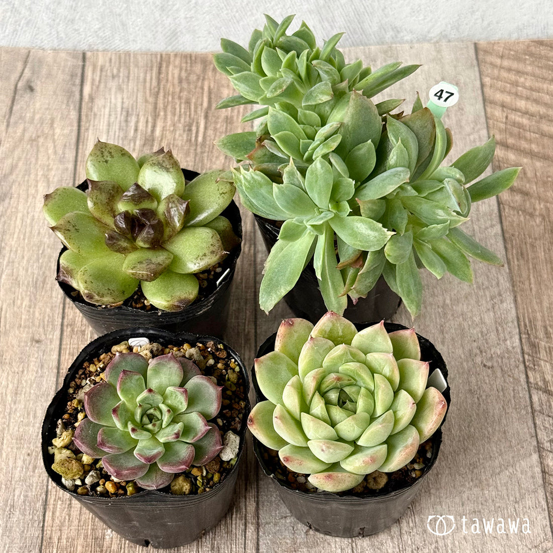 6-seedling set (Chanhee Farm) [Tawawa House seedlings]