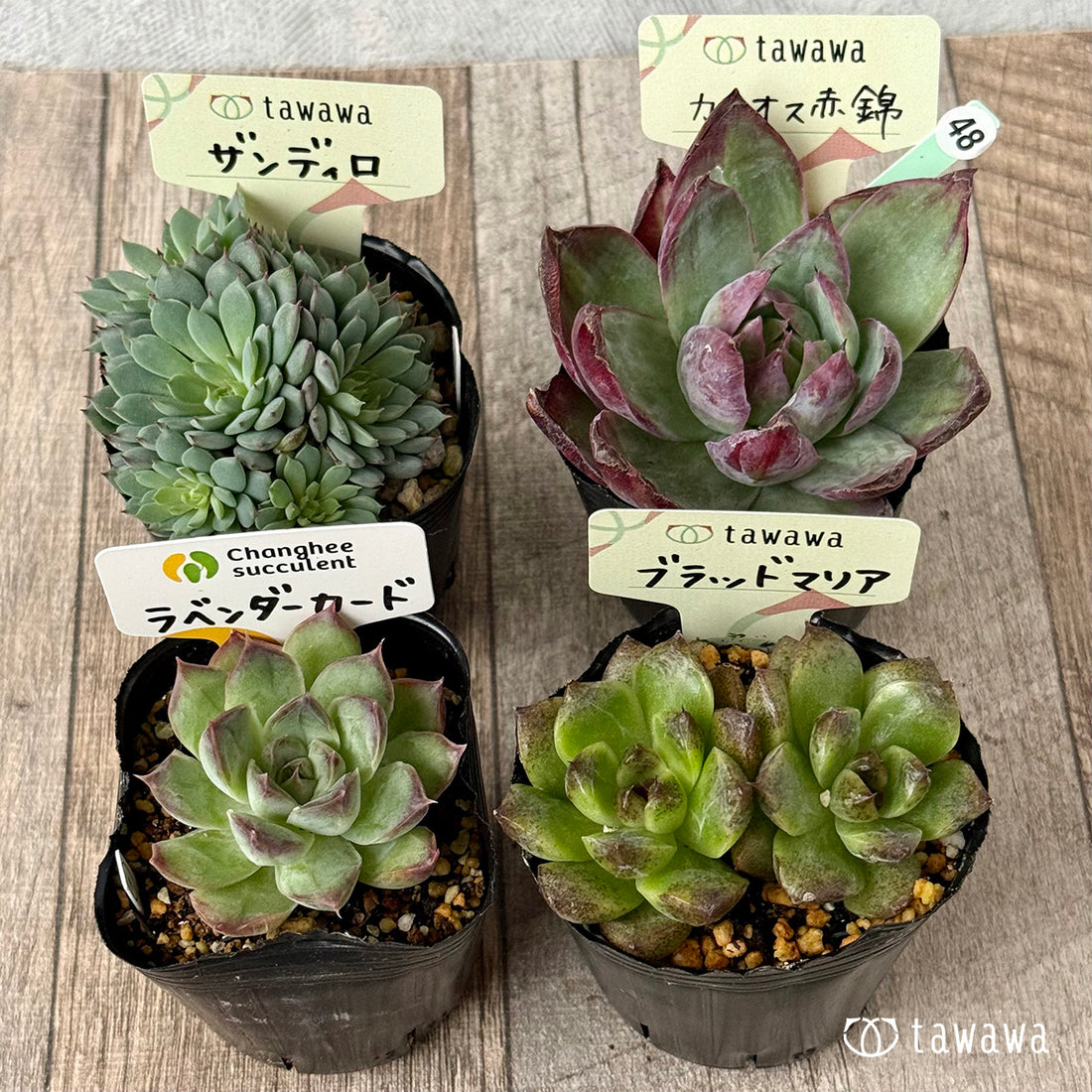 6-seedling set (Chanhee Farm) [Tawawa House seedlings]