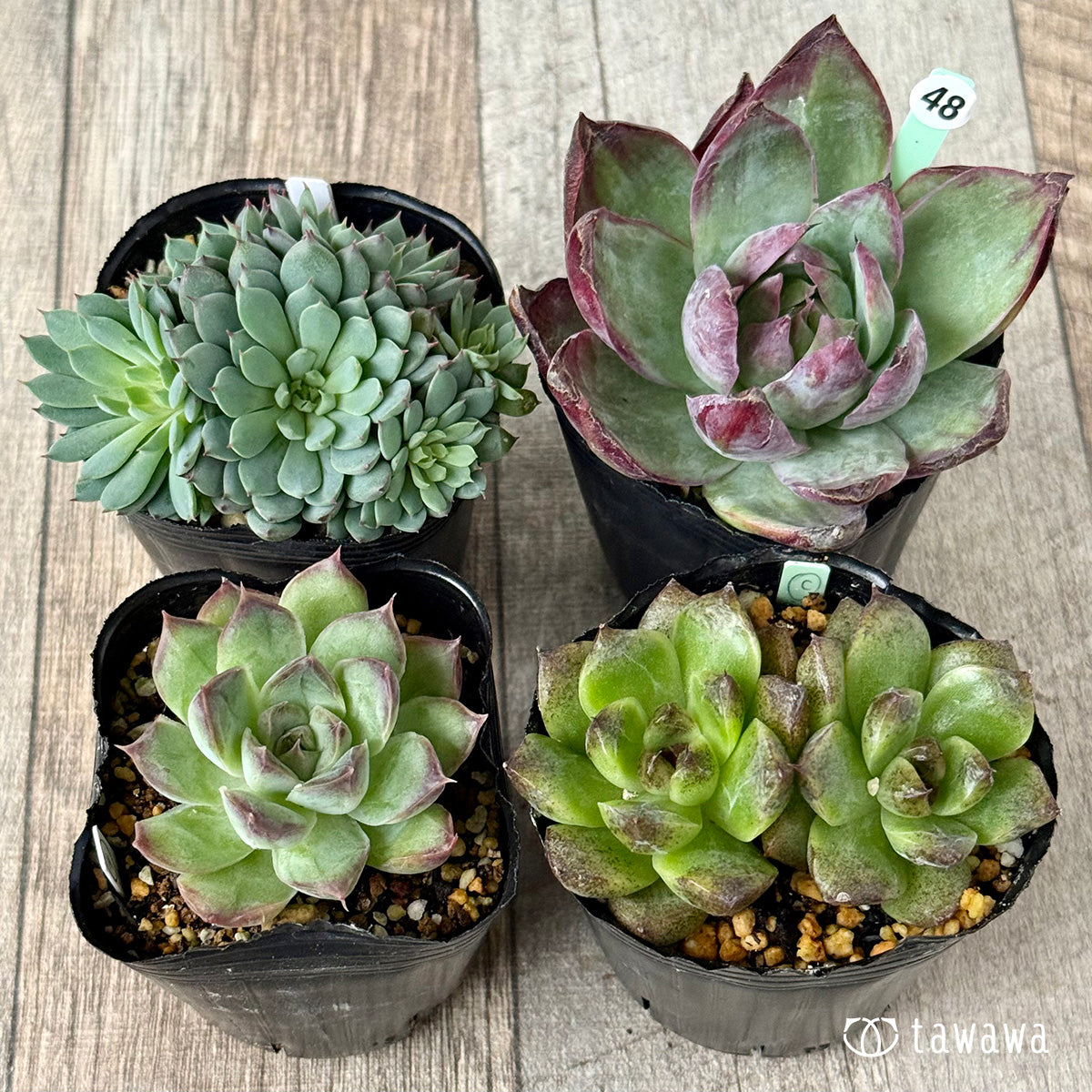 6-seedling set (Chanhee Farm) [Tawawa House seedlings]