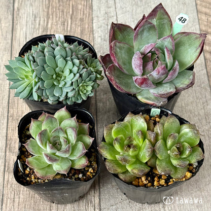 6-seedling set (Chanhee Farm) [Tawawa House seedlings]
