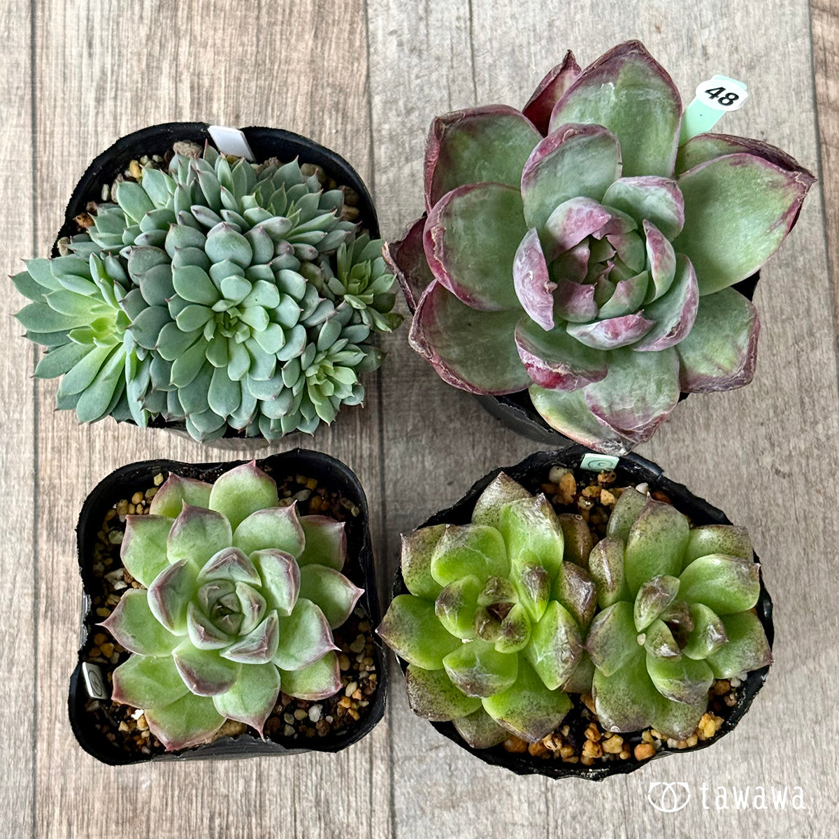 6-seedling set (Chanhee Farm) [Tawawa House seedlings]