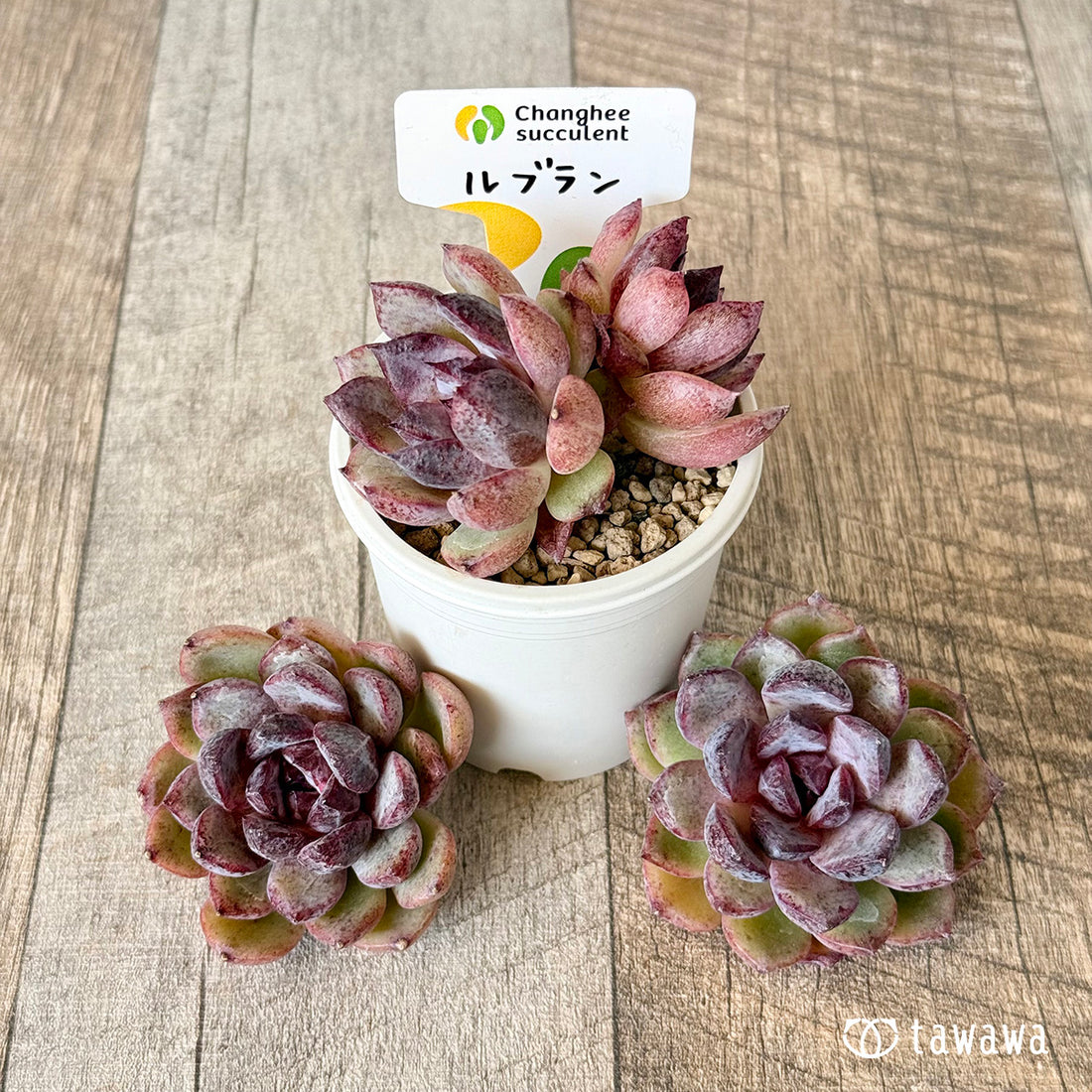 New Arrivals: Ice Green