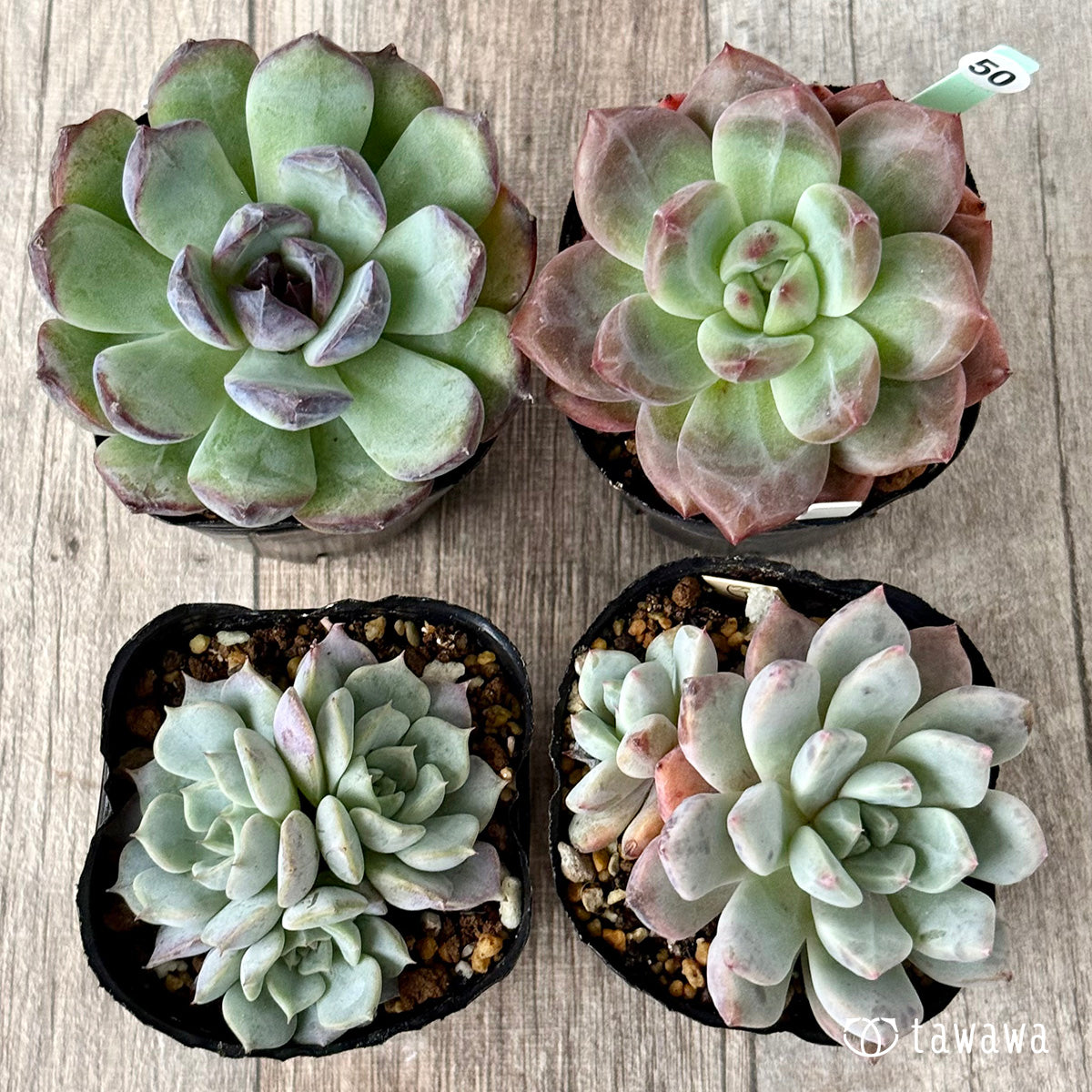 6-seedling set (Chanhee Farm) [Tawawa House seedlings]