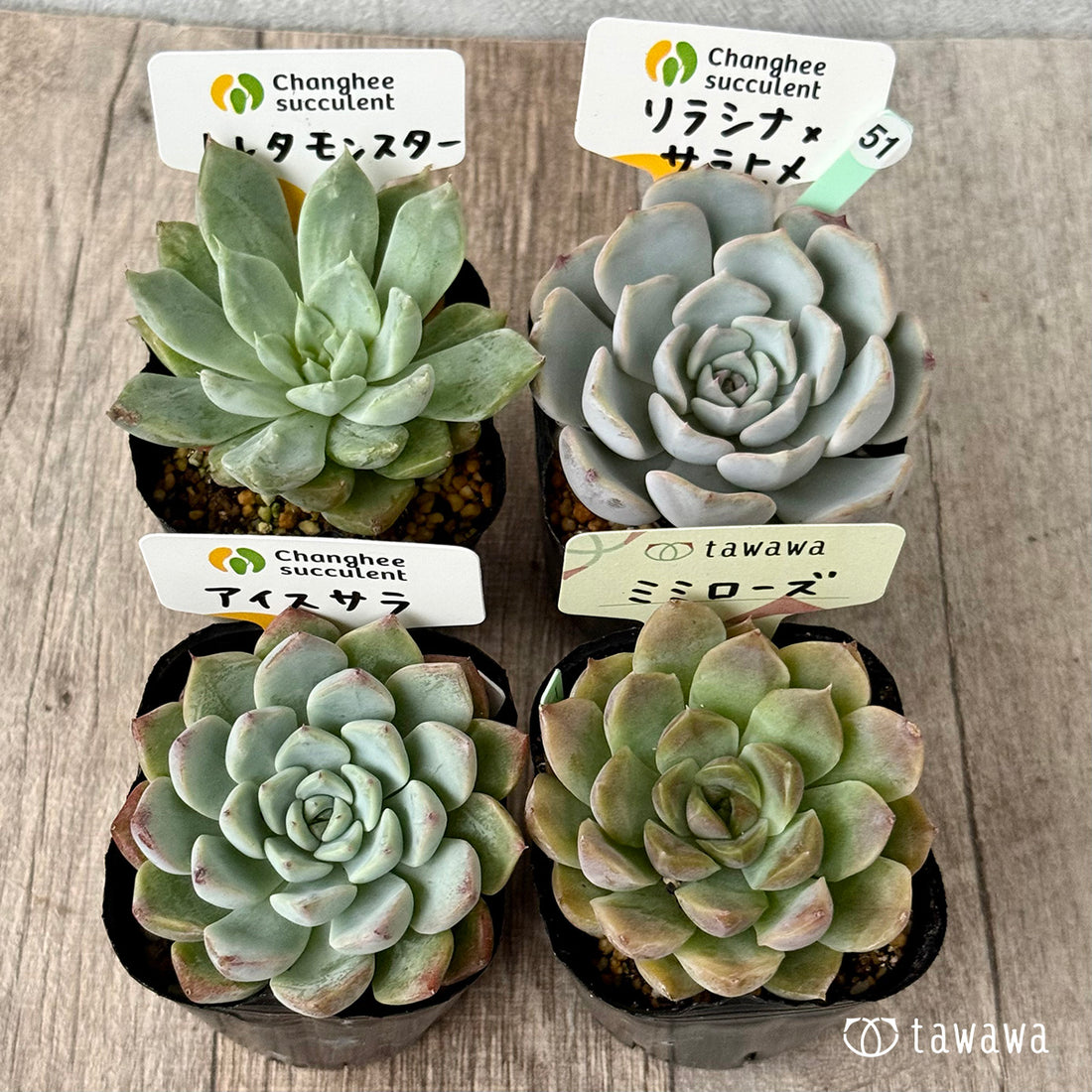 6-seedling set (Chanhee Farm) [Tawawa House seedlings]