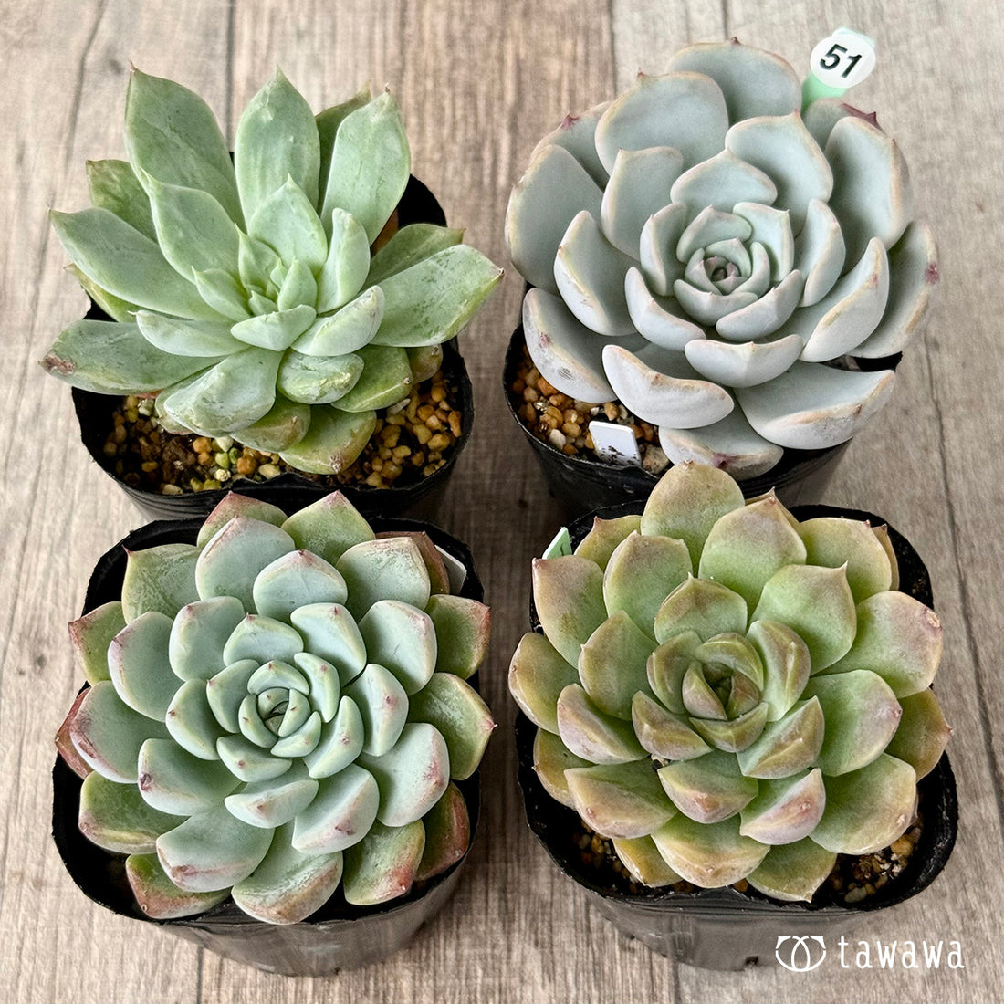 6-seedling set (Chanhee Farm) [Tawawa House seedlings]