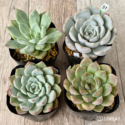 6-seedling set (Chanhee Farm) [Tawawa House seedlings]