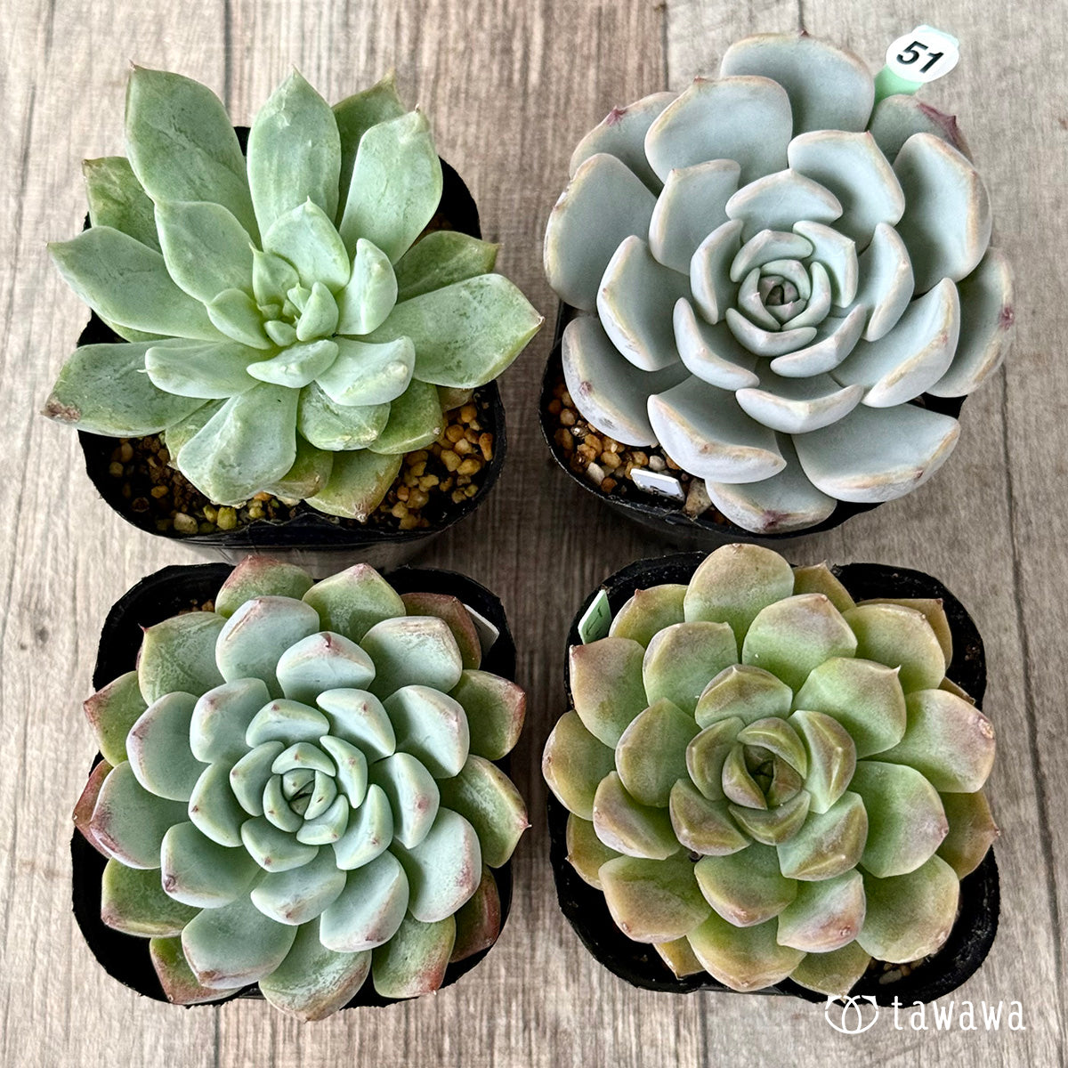 6-seedling set (Chanhee Farm) [Tawawa House seedlings]