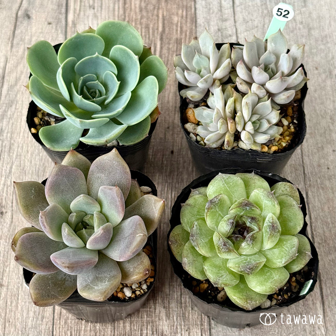 6-seedling set (Chanhee Farm) [Tawawa House seedlings]