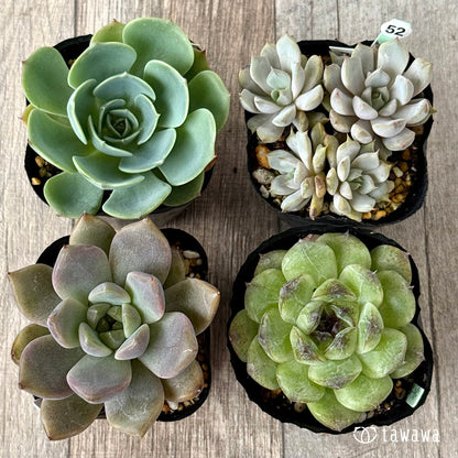 6-seedling set (Chanhee Farm) [Tawawa House seedlings]