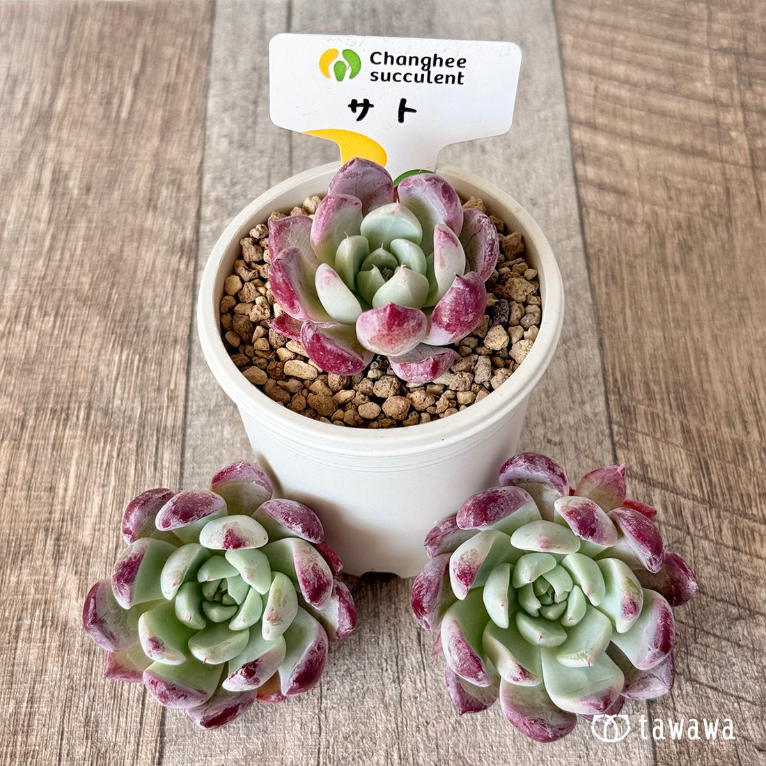 New Arrivals: Ice Green