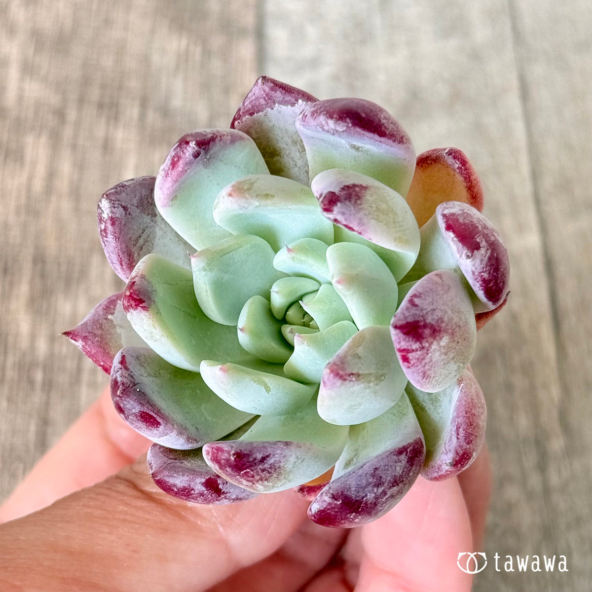 サト（チャンヒー農園苗）