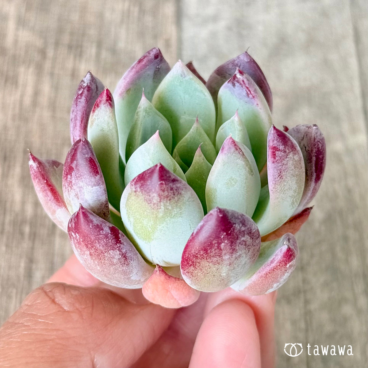 サト（チャンヒー農園苗）