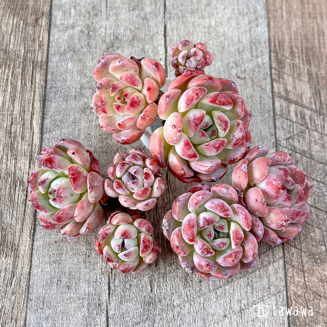 オーロラベリー【多頭苗】(チャンヒー農園苗)