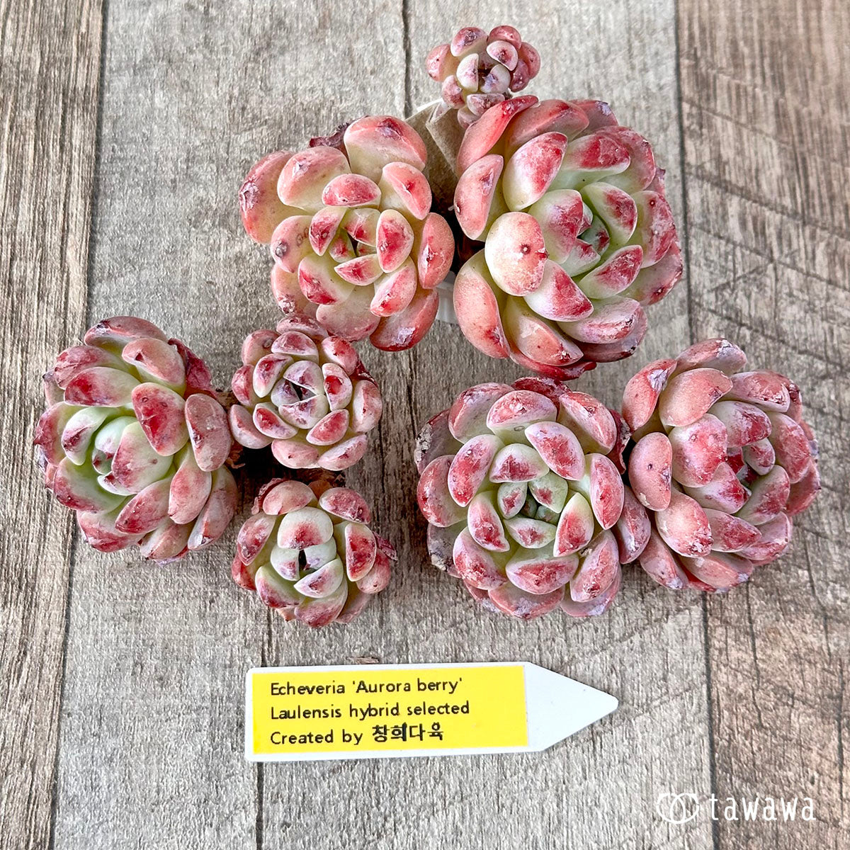 Echeveria – tagged 