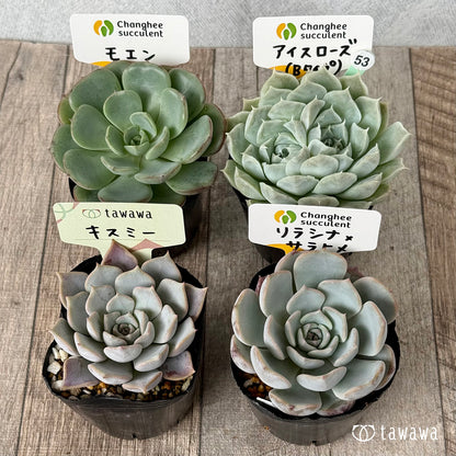 6-seedling set (Chanhee Farm) [Tawawa House seedlings]