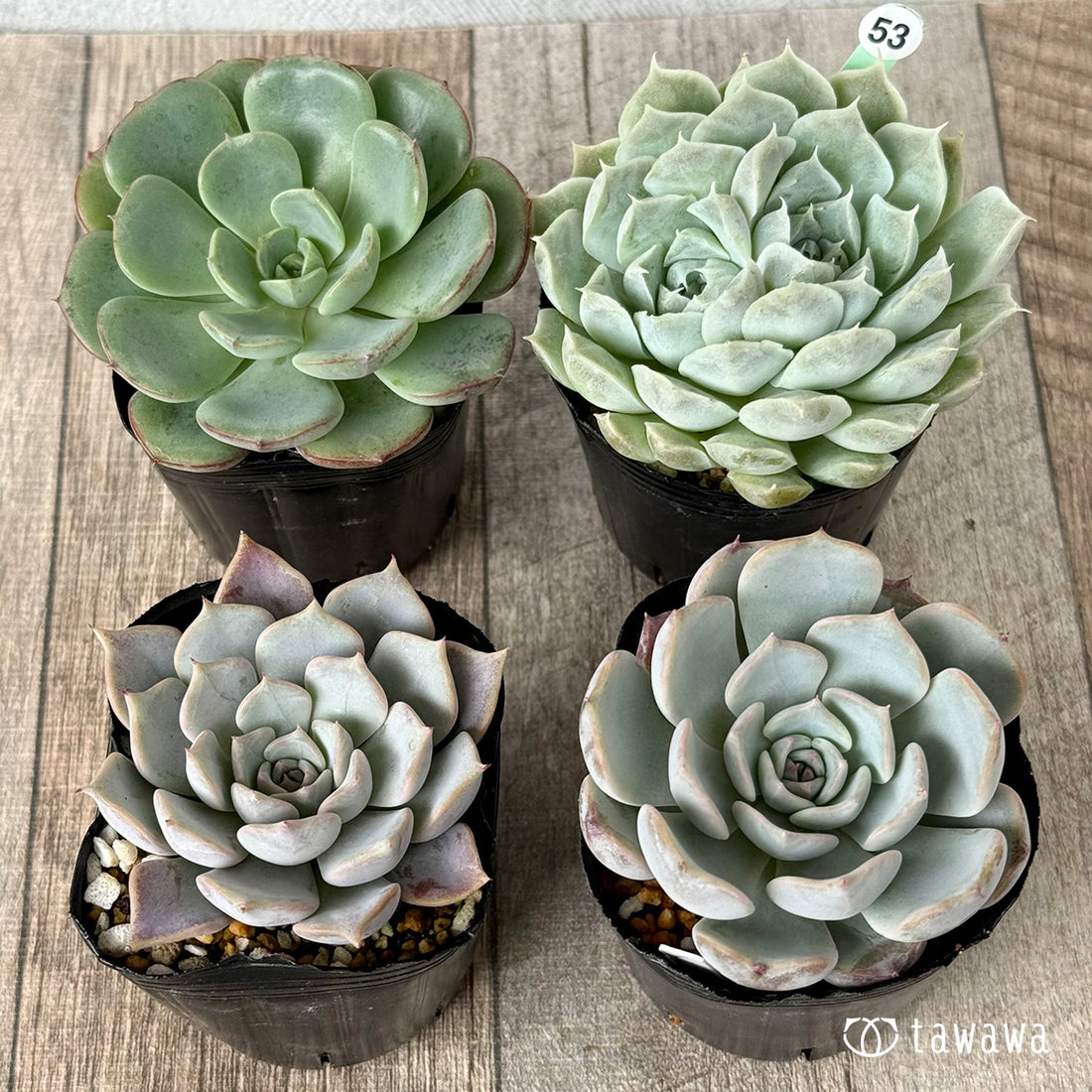 6-seedling set (Chanhee Farm) [Tawawa House seedlings]