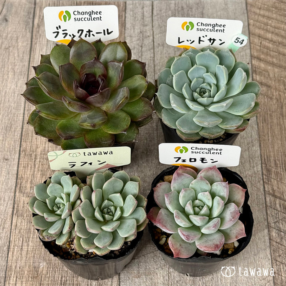 6-seedling set (Chanhee Farm) [Tawawa House seedlings]