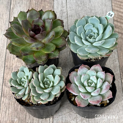 6-seedling set (Chanhee Farm) [Tawawa House seedlings]
