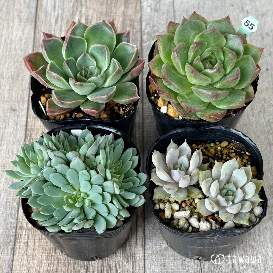 6-seedling set (Chanhee Farm) [Tawawa House seedlings]