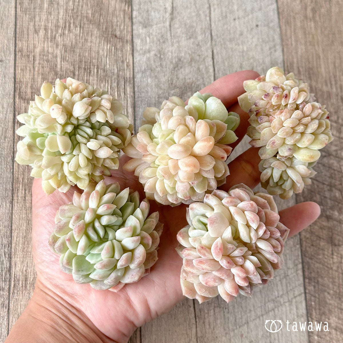 Echeveria &