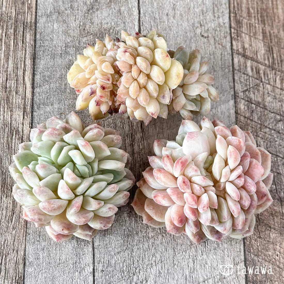 ラウイ×モス綴化(チャンヒー農園苗)