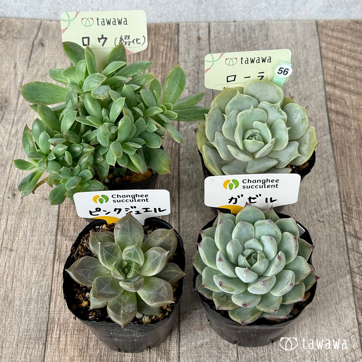 6-seedling set (Chanhee Farm) [Tawawa House seedlings]