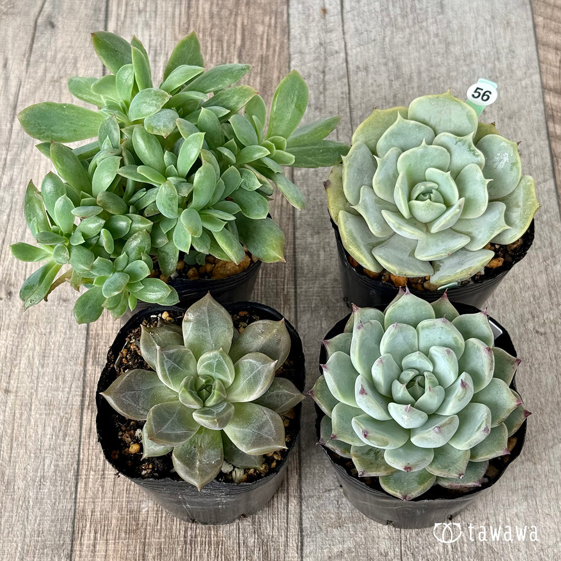 6-seedling set (Chanhee Farm) [Tawawa House seedlings]