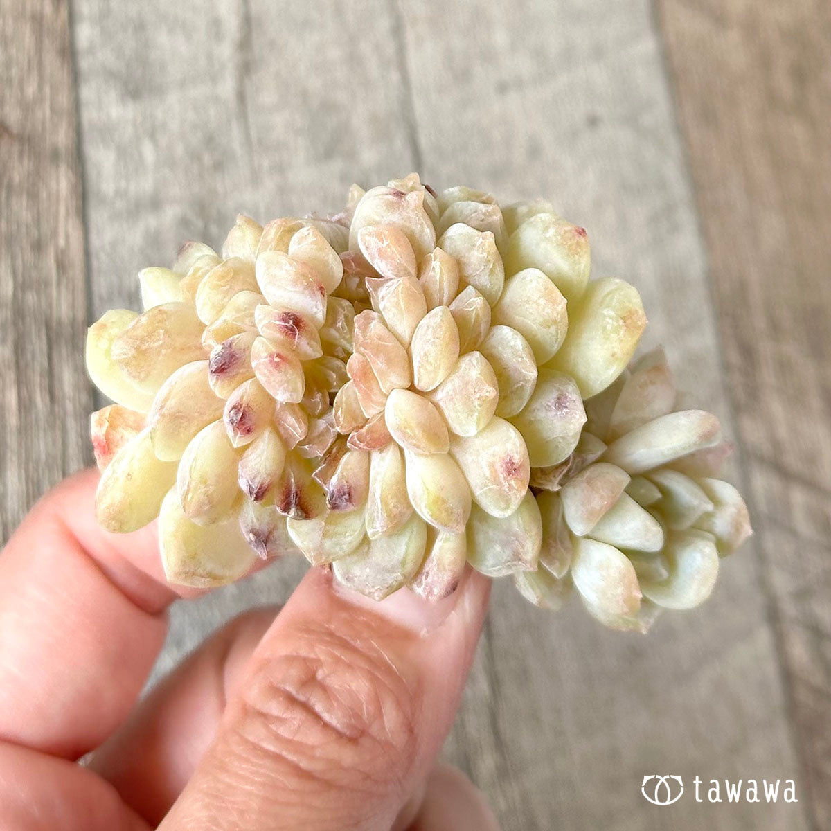 Echeveria &