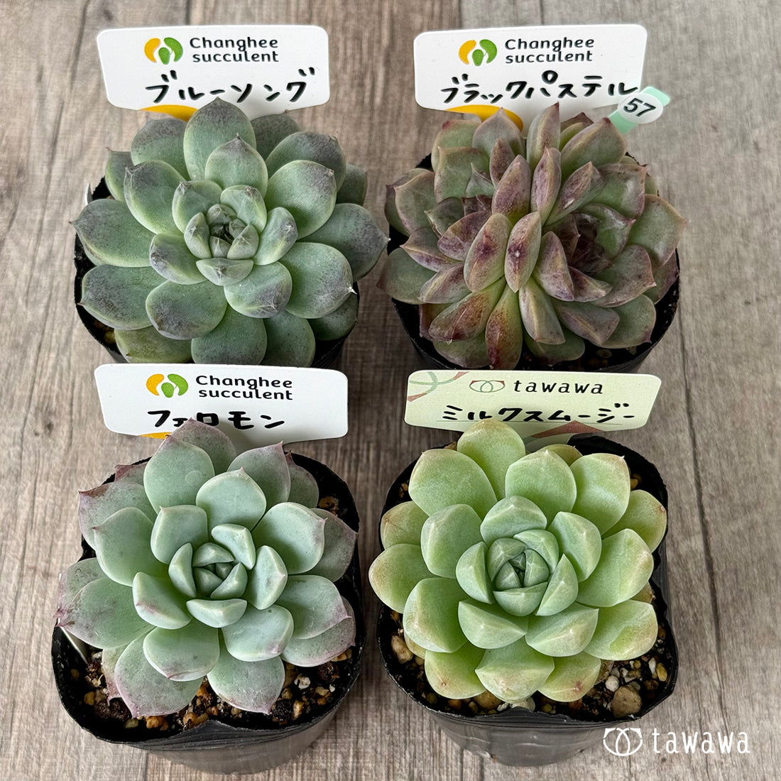 6-seedling set (Chanhee Farm) [Tawawa House seedlings]
