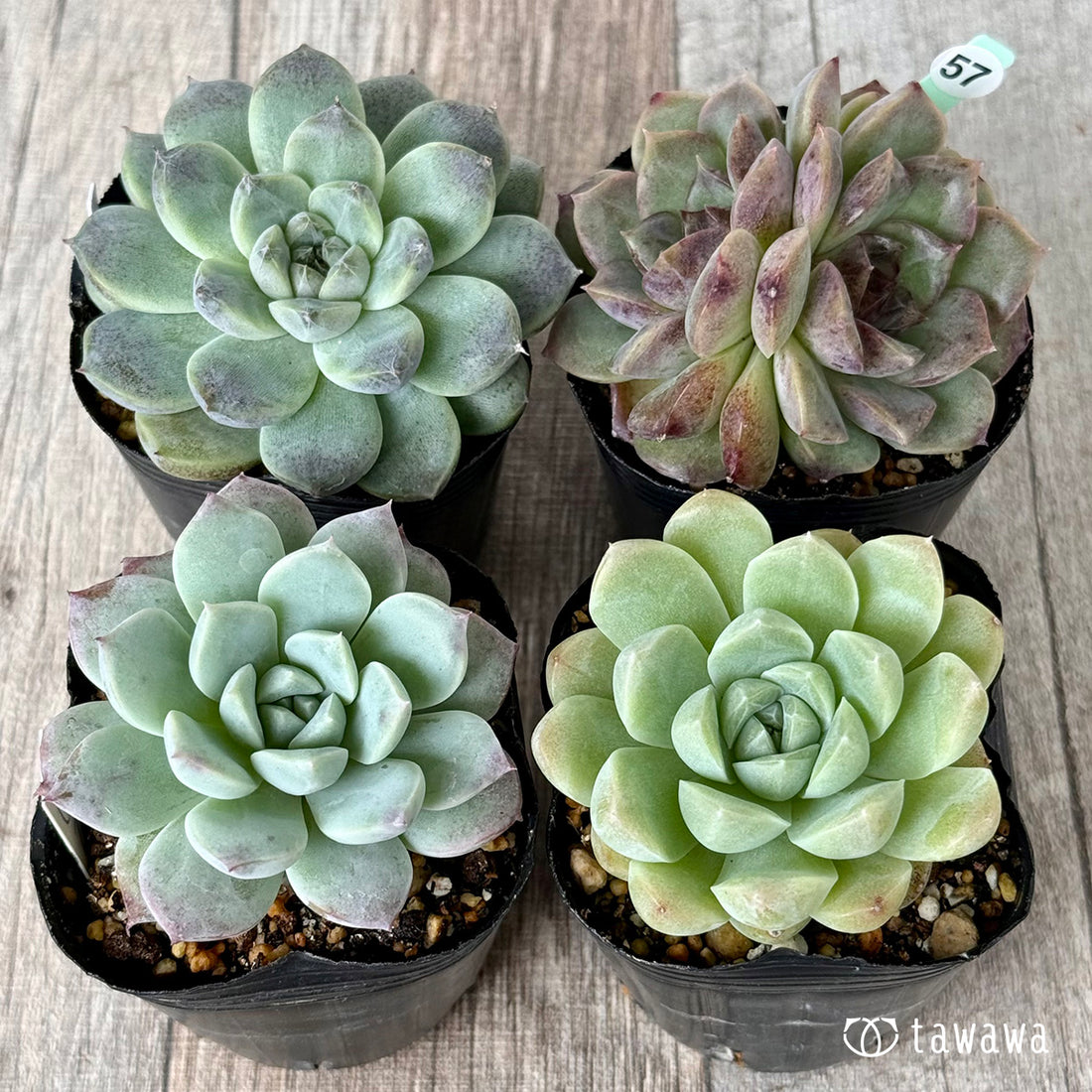 6-seedling set (Chanhee Farm) [Tawawa House seedlings]