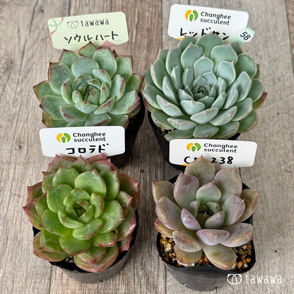 6-seedling set (Chanhee Farm) [Tawawa House seedlings]