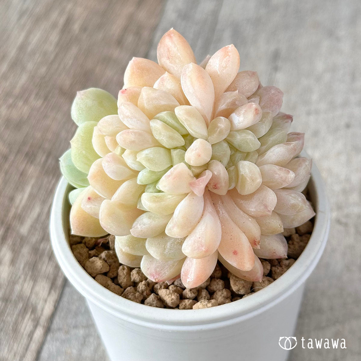 Echeveria &