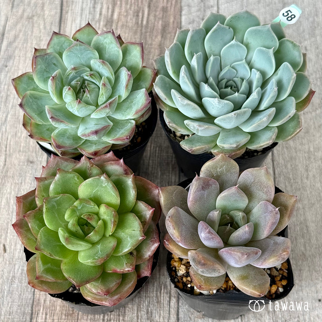 6-seedling set (Chanhee Farm) [Tawawa House seedlings]