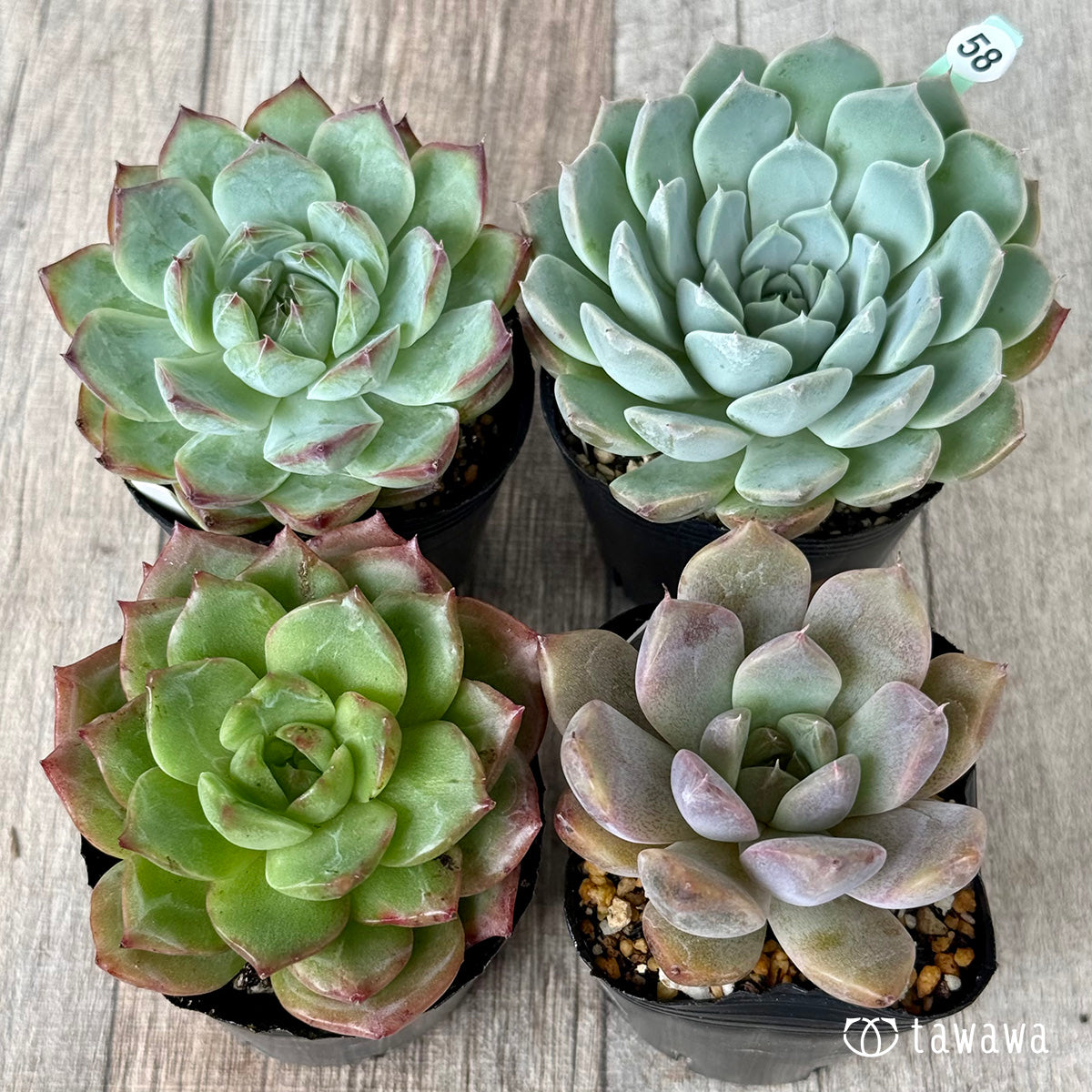 6-seedling set (Chanhee Farm) [Tawawa House seedlings]