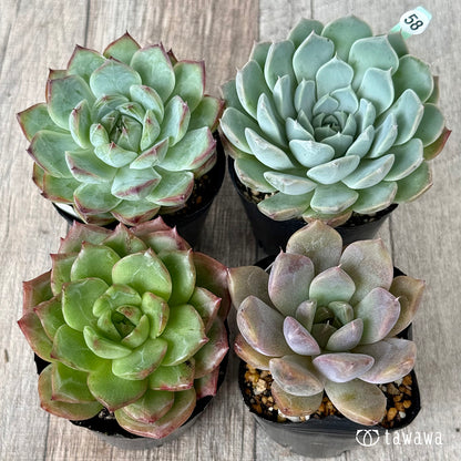 6-seedling set (Chanhee Farm) [Tawawa House seedlings]